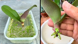 The magic secret for the orchid to take root quickly no one has shared [upl. by Leamse]