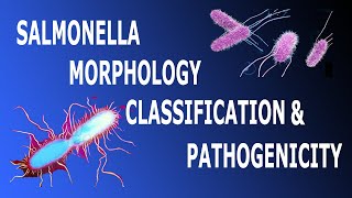 Salmonella Morphology Classification amp Pathogenicity Part 1 [upl. by Ydnagrub]