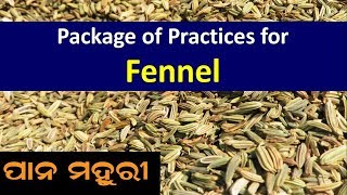 Package of Practices for Fennel Foeniculum vulgare [upl. by Selinski]