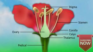 Structure of anther and pollen grain [upl. by Nadruoj787]