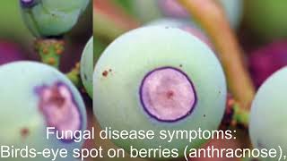 Signs and Symptoms of Plant Diseases [upl. by Gildus]