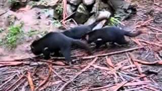 Het bloeddorstige buideldier  Tasmanian Devil [upl. by Nael]