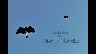 Hunting In the Field with a Cast of Harris Hawks [upl. by Christal]