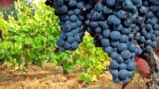 Viñedos españoles  Mejores viñedos  Uva de calidad  Viñas  cepas viejas  Mejores uvas [upl. by Bauer]