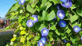 Heavenly Blue Morning Glory finally blooming in November 🌸💙💙💙 [upl. by Ashbey616]