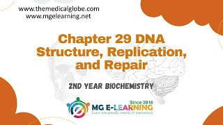 Chapter 29 DNA Structure Replication and Repair Storage and Expression of Genetic Information [upl. by Nitnilc]