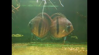 Discus Heckel spawning [upl. by Brackely]