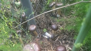 How to cook wine cap mushrooms  King Strpharia [upl. by Nageet]