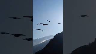 Pigeons flight Over Ganga in Devprayag [upl. by Ashlee991]