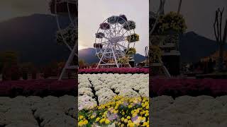 Chrysanthemum Flower FestivalHwangsan Park  Yangsan CitySouth Korea🇰🇷🇰🇷❤️ Event is extended [upl. by Nailil681]