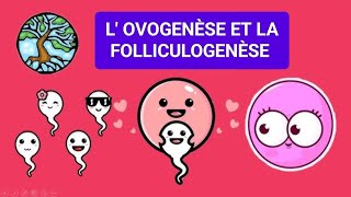 EMBRYOLOGIE👶🤰 LOVOGENÈSE ET LA FOLLICULOGENÈSE 1ÈRE MÉD🩺 PHARMA 💊 CHIRDENT🦷 [upl. by Friedrich40]