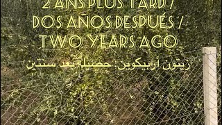 Olive Arbequina 2 ans plus tard  Dos años después  two years ago زيتون أربيكوين حصيلة بعد سنتين [upl. by Lletnahs603]