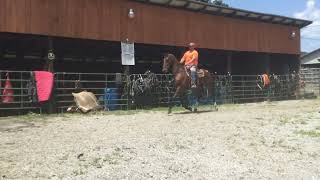 Sold109 15 yr old 17h bay saddlebred gelding 1350 [upl. by Sparky]