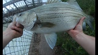 5 Wipers – One 27 inches Couple of White Bass amp Small Mouth on 8202024 [upl. by Atirak]