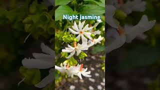 How to grow night jasmine plant ☘️flowers shorts viralvideo trending jasmine plantjourney [upl. by Anej721]