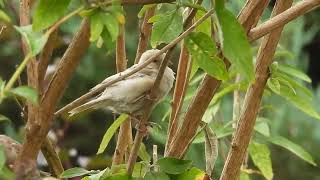 Wróbel  House sparrow  Passer domesticus leucyzmleucism [upl. by Malloy]