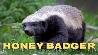 Honey badger sound [upl. by Shauna]