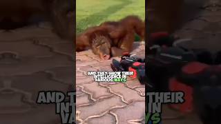 Orangutans The Worlds Most Intelligent Animals  MindBlowing Abilities [upl. by Leinaj]