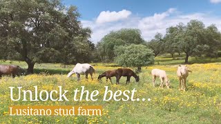 Meet Lusitano horses at this stud farm in Alentejo Portugal [upl. by Lehplar]