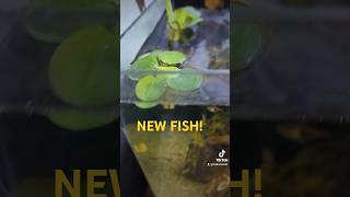 New Fish aquarium fishaquarium aquariumhobby fishtank newfish fish fishbowl [upl. by Arodaeht]