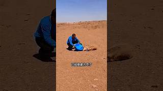 The deer was lying in the desert thirsty for water humanwildlife speciescoexistenc wildlifedoc [upl. by Odnomyar]