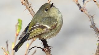 Oiseaux du Québec chants et cris 3  Birds songs and calls 3 [upl. by Idel860]