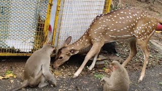 Monkeys fight with deer [upl. by Joslyn]