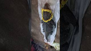 babiya corcodile death thiruvananthapuram padmanabhaswamytemple 2022 youtubeshorts [upl. by Russ]