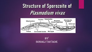 Structure of sporozoite of Plasmodium vivax by Sonali Tayade [upl. by Akla]