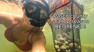 Ultimate Scalloping Guide Catch Clean and Cook in Pasco County Florida [upl. by Epoillac]