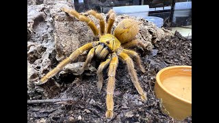 Pterinochilus murinus OBT  Orange Bitey Thing rehouse and care of a LARGE OBT [upl. by Nired]