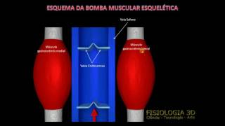 Bomba Muscular Esquelética [upl. by Namwob915]