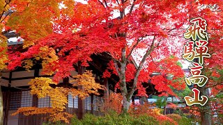 HidaTakayama Autumn Foliage and Great turnout 2021 4K 飛騨高山 [upl. by Nnahtur]