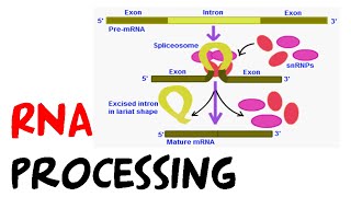 RNA processing [upl. by Srevart]