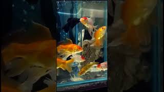 Goldfish variety  Black more fish  Red Cap Oranda fish  Oranda Goldfish fish goldfish fishing [upl. by Meit]