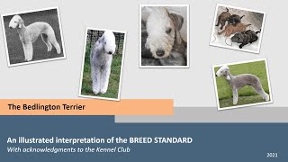 The Bedlington Terrier an illustrated interpretation of the Breed Standard by the MBTC with NBTC [upl. by Peddada209]