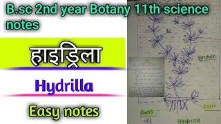 हाइड्रिला hydrilla Easy notes  botany second year major paper question 2023 [upl. by Carter]