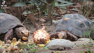 redfooted tortoises found a fruit on the ground [upl. by Nosilla]