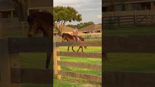 Icelandic Horse Riding Day  🇮🇸🐴 horses [upl. by Crystie]