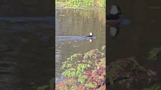 Beautiful Duck Hooded Merganser on Way to Prescott Beach Oregon We Are Monk Love Monk ❤️ [upl. by Korenblat]