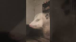 Possum Outside My Window marsupials weird midnight [upl. by Hgielsa358]