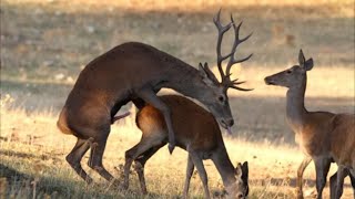 Wonderful Deer In The Wildlife [upl. by Bushweller]