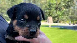 Axel  5 week old Rottweiler Puppy [upl. by Genevra374]