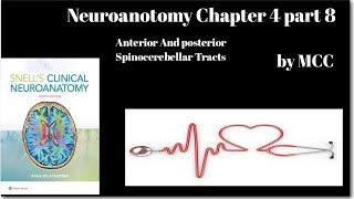 Neuroanatomy chapter 4Anterior Spinocerebellar TractPost Spinocerebellar TractLat Ascending Tract [upl. by Guthrie411]