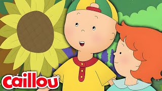 Caillou au Jardin Botanique  Les Nouvelles Aventures de Caillou  S3 É15 [upl. by Welker]