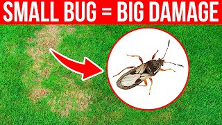 How to Identify and Control Chinch Bugs in the Lawn  Brown Spots [upl. by Sirap]