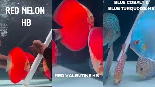 Red Melon HB Red Valentine HB Blue Cobalt HB amp Blue Turquoise HB [upl. by Viole]