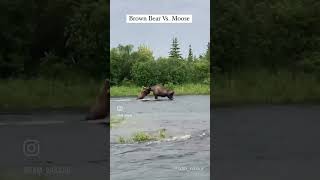 Brown Bear VS Moose SamontheFly [upl. by Nuawtna]