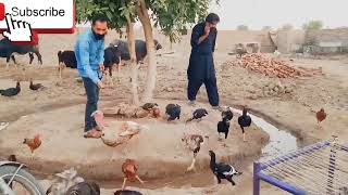 new pets new dera dere ki taiyari ka kam shuru is video mein sab kuchh dekhne ko milega 😍😘 [upl. by Anson]