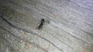 Camponotus laevissimus queen digging her founding nest in a log  Angelus Oaks CA 5122016 [upl. by Kra]